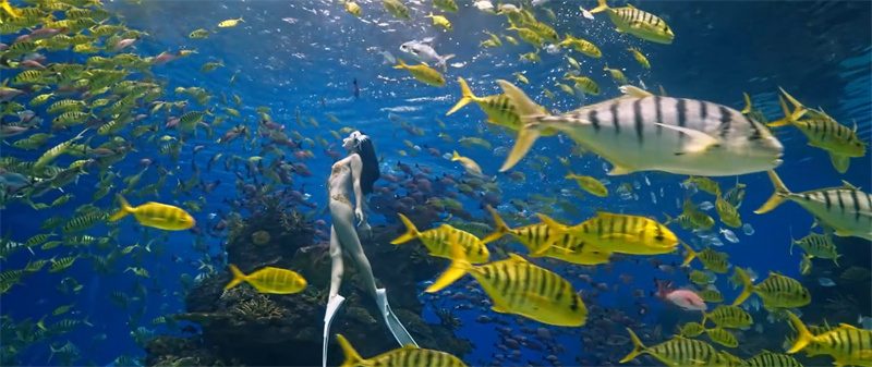 索尼SDK携手鳍源科技，打造影视级水下无人机解决方案(图2)