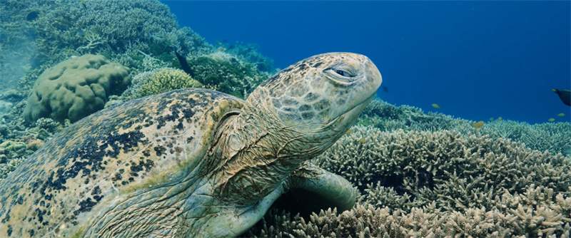 索尼SDK携手鳍源科技，打造影视级水下无人机解决方案(图3)