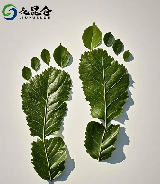 九昆仑低碳科技：以科技构建全球碳中和新生态(图4)