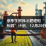 京东生鲜推出耙耙柑“包园”计划，12月20日开启源头直发（图2）